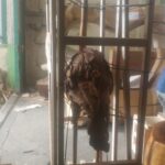 Bali to Queensland Australia furniture shipping